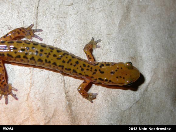 Eastern Long-tailed Salamander