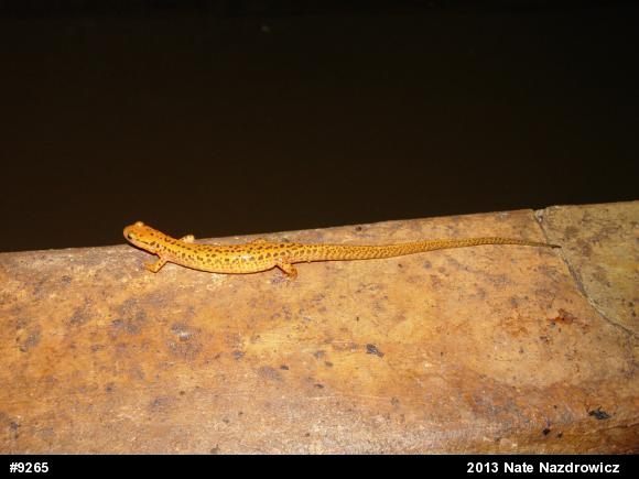 Eastern Long-tailed Salamander