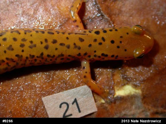 Eastern Long-tailed Salamander