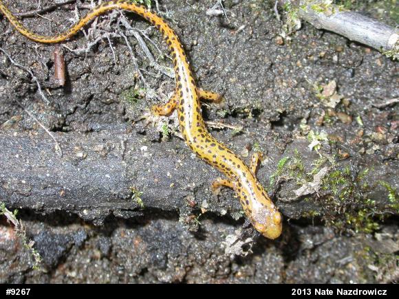 Eastern Long-tailed Salamander
