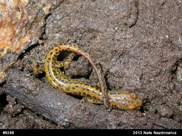 Eastern Long-tailed Salamander