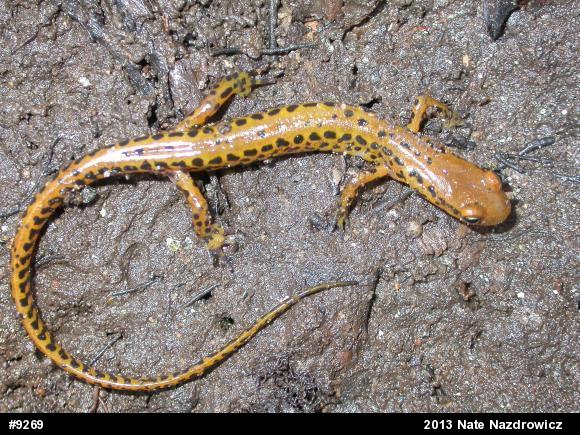Eastern Long-tailed Salamander