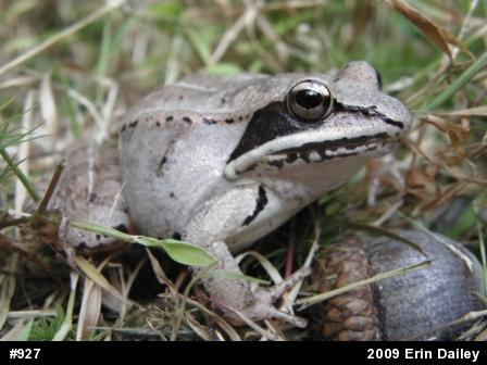 Wood Frog