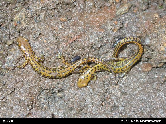 Eastern Long-tailed Salamander