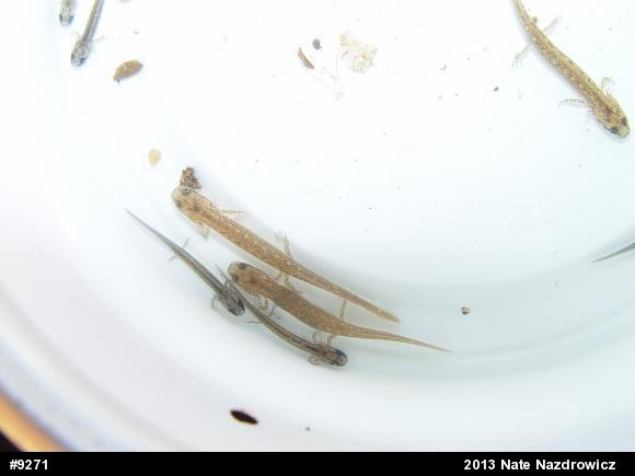 Eastern Long-tailed Salamander