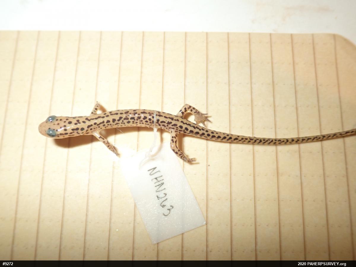 Eastern Long-tailed Salamander