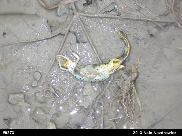 Red-spotted Newt
