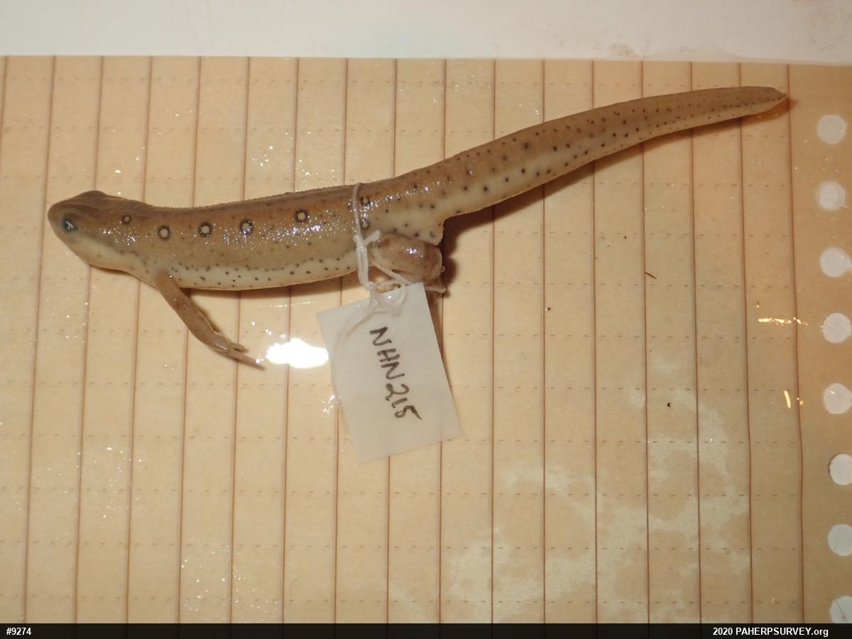 Red-spotted Newt