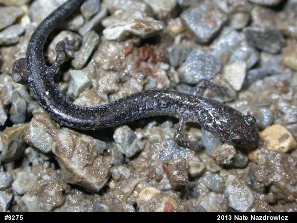 Eastern Red-backed  Salamander