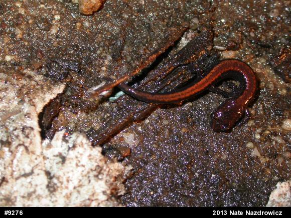 Eastern Red-backed  Salamander