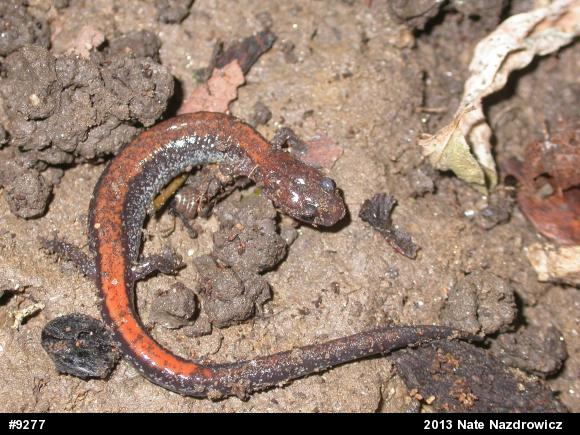 Eastern Red-backed  Salamander