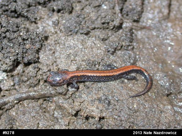 Eastern Red-backed  Salamander