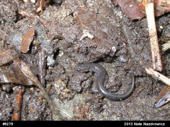 Eastern Red-backed  Salamander