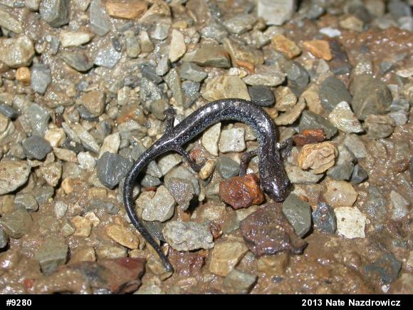 Eastern Red-backed  Salamander