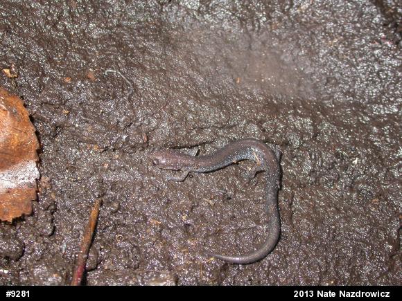 Eastern Red-backed  Salamander