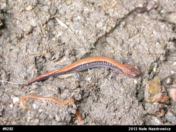 Eastern Red-backed  Salamander