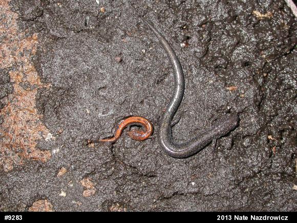 Eastern Red-backed  Salamander