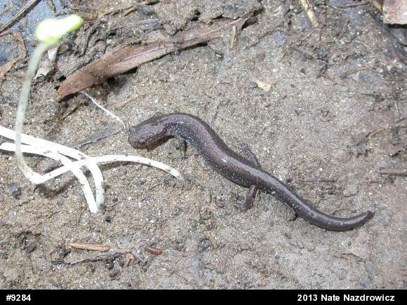 Eastern Red-backed  Salamander