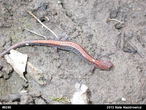 Eastern Red-backed  Salamander