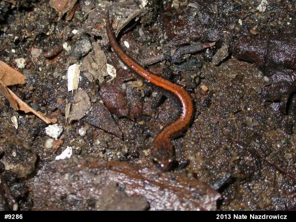 Eastern Red-backed  Salamander
