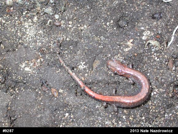 Eastern Red-backed  Salamander