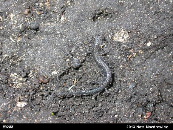Eastern Red-backed  Salamander