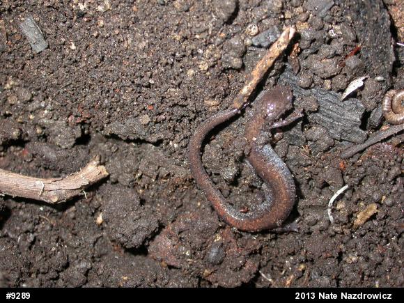 Eastern Red-backed  Salamander