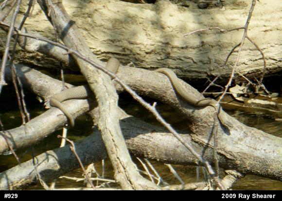 Queensnake