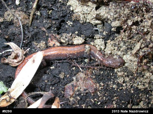 Eastern Red-backed  Salamander