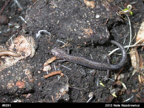 Eastern Red-backed  Salamander