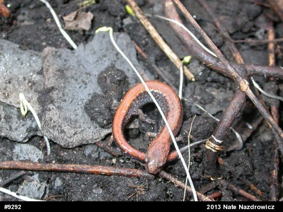 Eastern Red-backed  Salamander