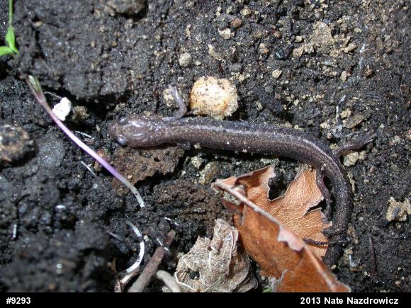 Eastern Red-backed  Salamander