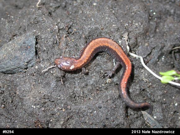 Eastern Red-backed  Salamander
