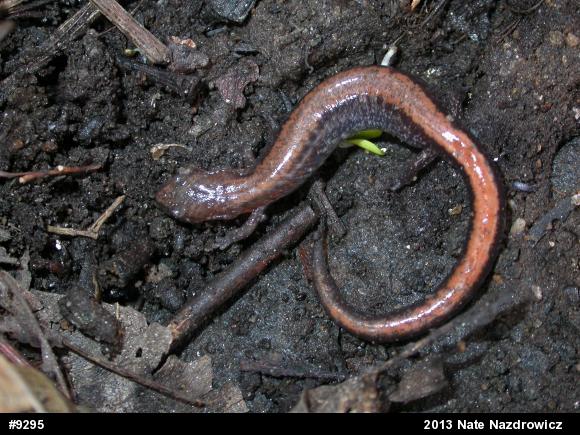 Eastern Red-backed  Salamander