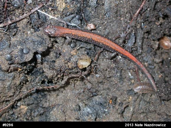Eastern Red-backed  Salamander