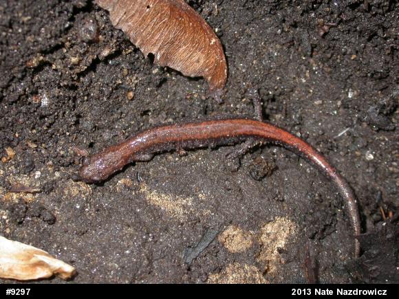 Eastern Red-backed  Salamander