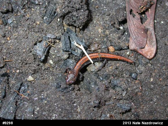 Eastern Red-backed  Salamander