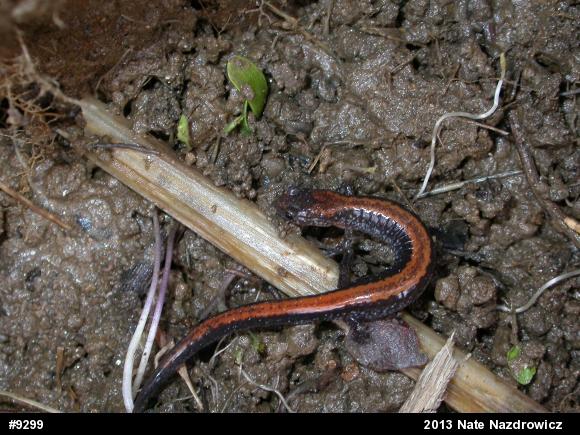 Eastern Red-backed  Salamander