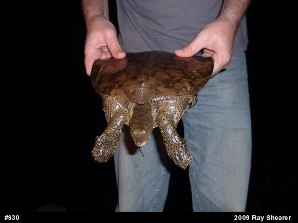 Eastern Spiny Softshell