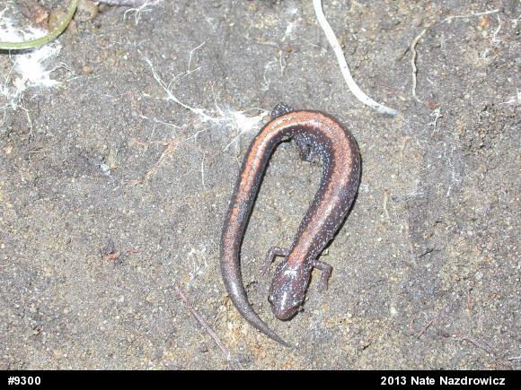 Eastern Red-backed  Salamander
