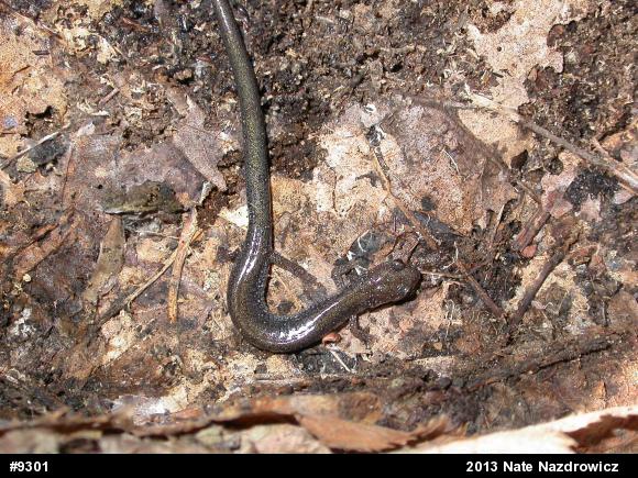 Eastern Red-backed  Salamander