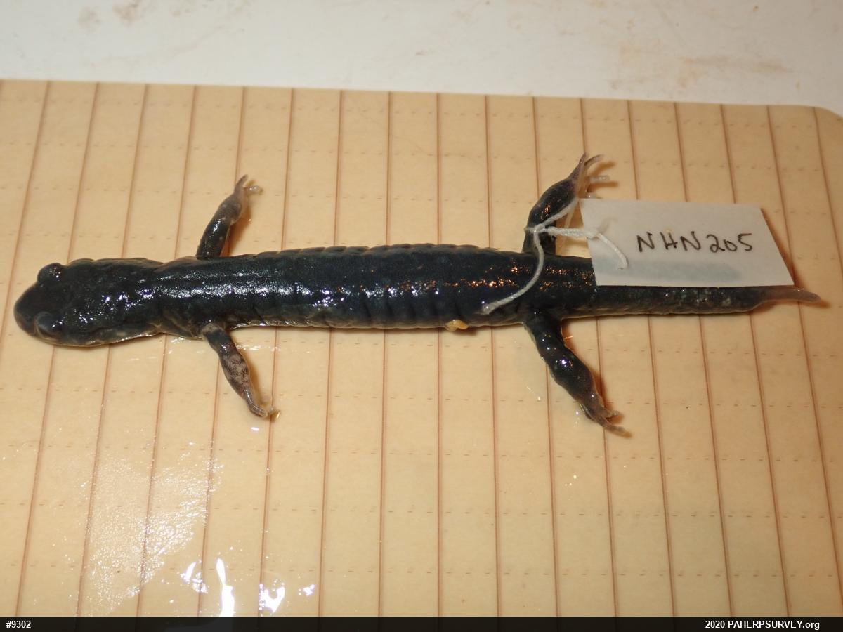 Northern Slimy Salamander