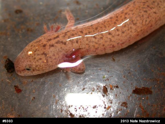 Northern Red Salamander