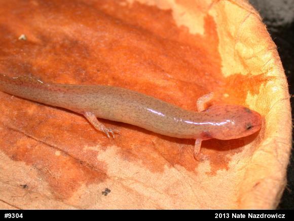 Northern Red Salamander