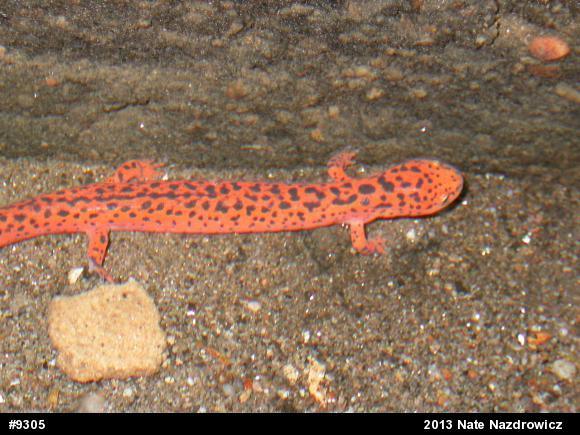 Northern Red Salamander