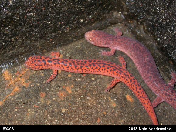 Northern Red Salamander