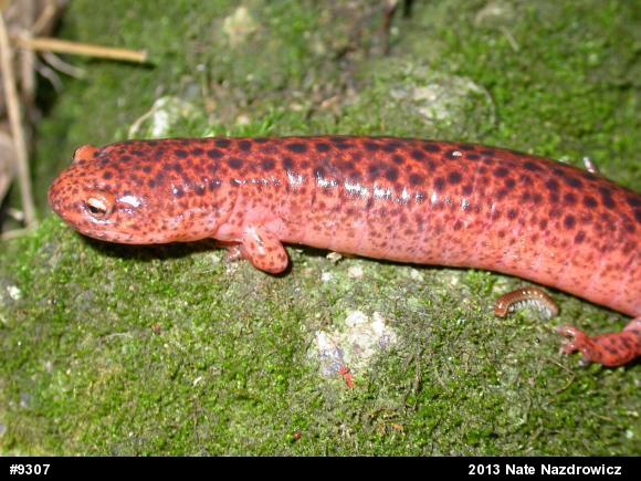 Northern Red Salamander