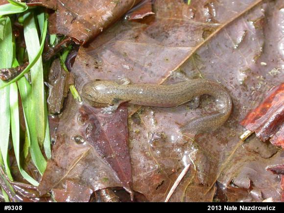 Northern Red Salamander