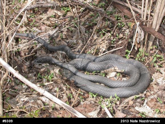 Northern Black Racer