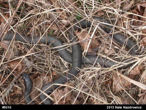 Northern Black Racer
